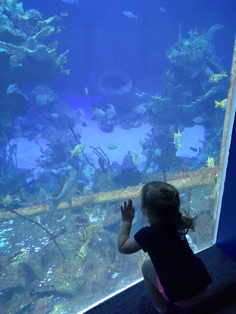 SeaBase with Finding Nemo - Walt Disney World 2016 - Our Disney Trip Report | Wit & Wander