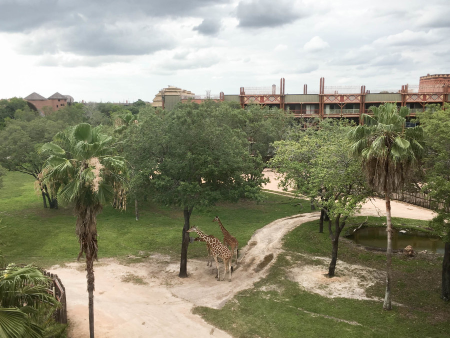 Balcony at Animal Kingdom Lodge