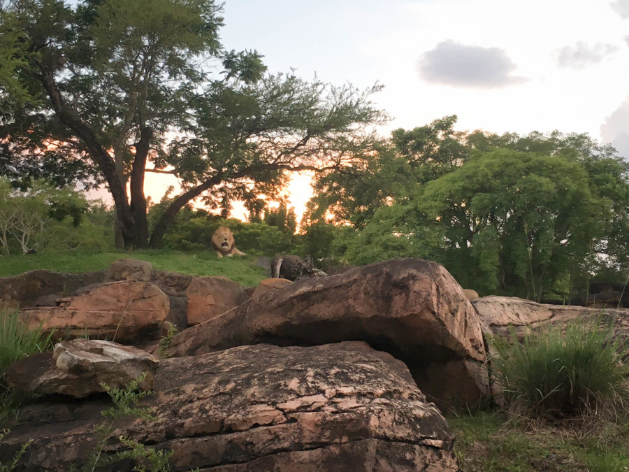 Kilimanjaro Safaris - Walt Disney World 2016 - Our Disney Trip Report | Wit & Wander