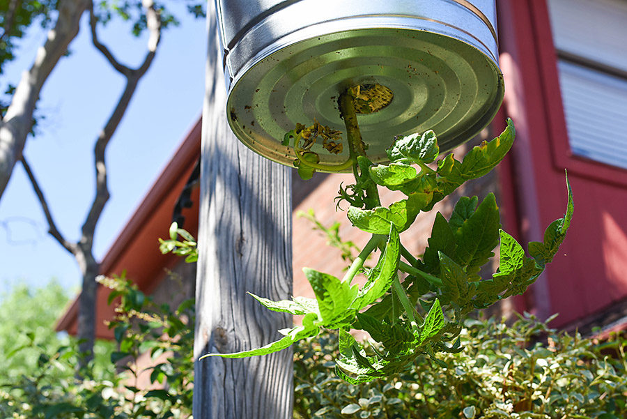 DIY Galvanized Tin Upside Down Tomato Planter - Our Handcrafted Life