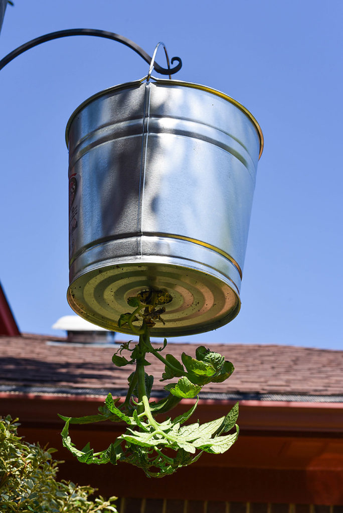 DIY Galvanized Tin Upside Down Tomato Planter - Our Handcrafted Life