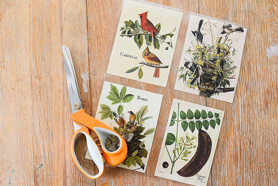 Vintage Science and Nature Flash Cards - Our Handcrafted Life