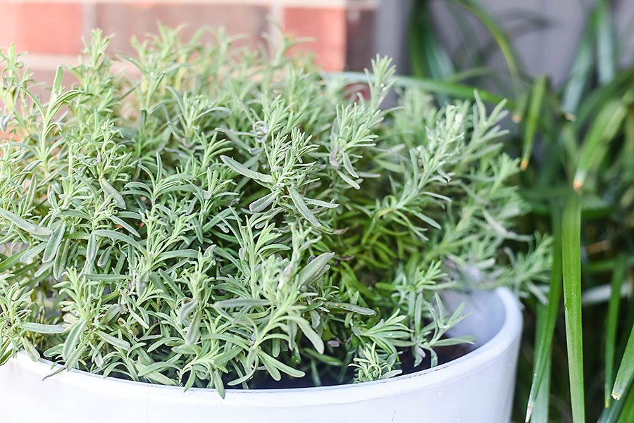 5 Edible Herbs That Repel Mosquitoes - Our Handcrafted Life Lavender