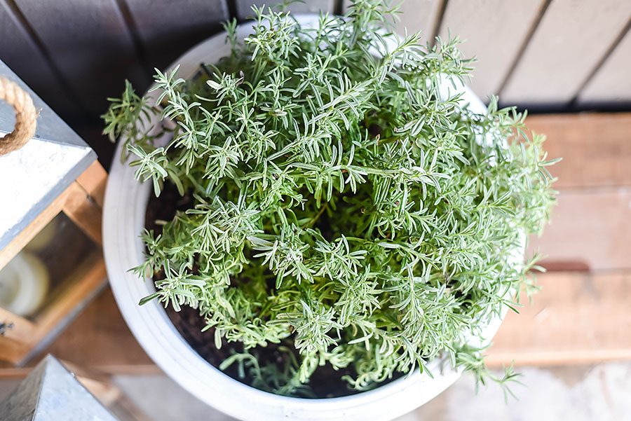 5 Plants That Repel Mosquitoes - Our Handcrafted Life 1 Lavender