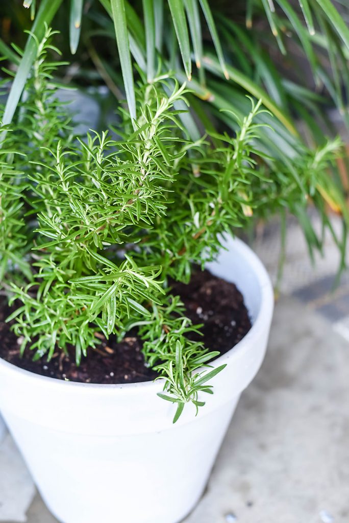 5 Plants That Repel Mosquitoes - Our Handcrafted Life Rosemary Herbs