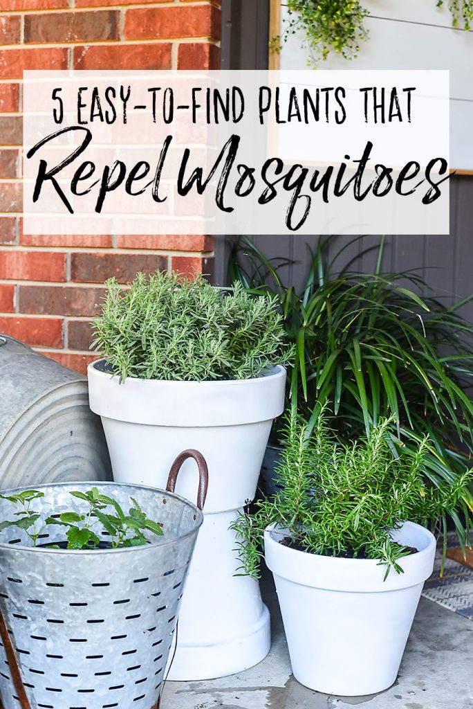 5 Plants That Repel Mosquitoes - Our Handcrafted Life Tall